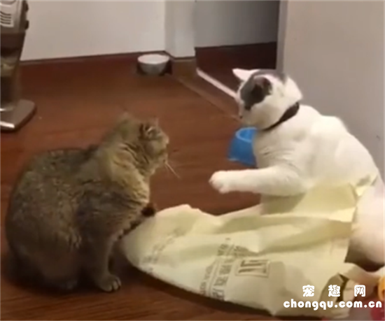 知道胖猫咪是怎么打架的吗？