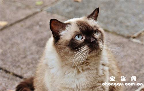 哺乳期猫咪拉稀怎么办?