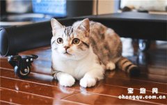 <b>怎么帮助母猫退奶?</b>