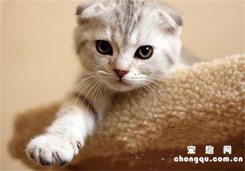 猫呕吐黄水泡沫粘液吃什么药