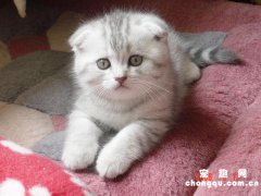 <b>宠物猫吐黄水是什么原因</b>