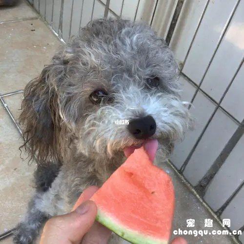 泰迪狗可以吃西瓜吗？