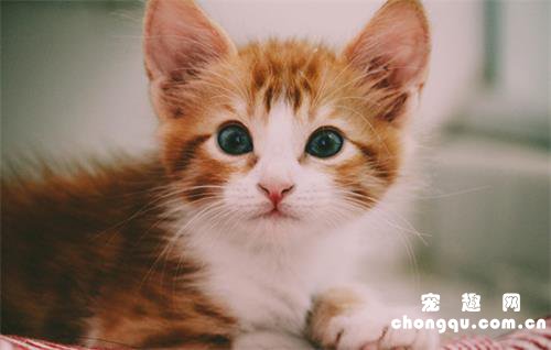 小猫咪的性别由谁决定？