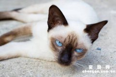 <b>放养的猫咪是否过得更快乐？</b>