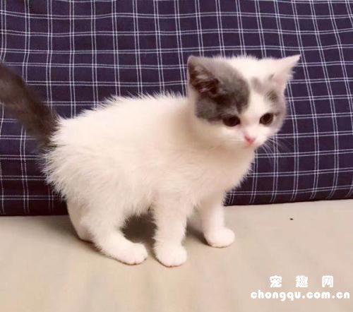放养的猫咪是否过得更快乐？