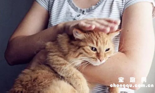 猫咪最喜欢被人摸哪里？脑袋、脖子、脊背排前三