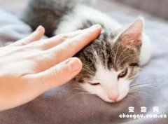 <b>猫咪最喜欢被人摸哪里？脑袋、脖子、脊背排前三</b>