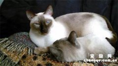 <b>最适合新手养的5个猫咪品种，暹罗猫第一，布偶猫仅排第三</b>