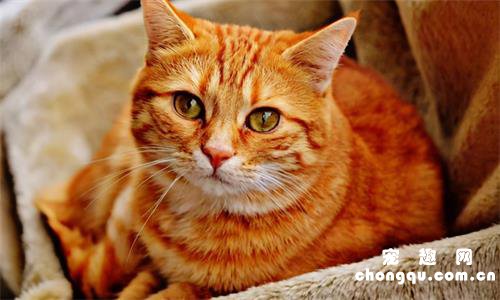 最适合新手养的5个猫咪品种，暹罗猫第一，布偶猫仅排第三