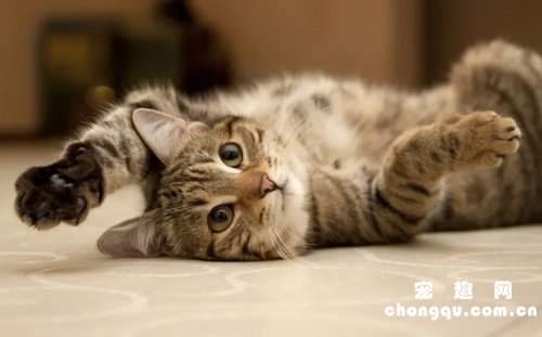 最适合新手养的5个猫咪品种，暹罗猫第一，布偶猫仅排第三
