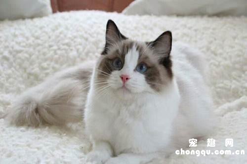 对猫咪过敏的人还能不能养猫呢？