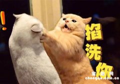 <b>新买的猫咪回家，如何化解老猫咪之间的矛盾？</b>