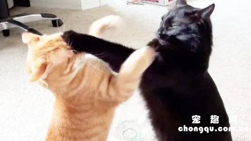 新买的猫咪回家，如何化解老猫咪之间的矛盾？