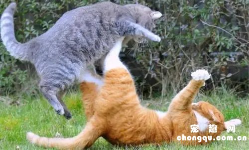 新买的猫咪回家，如何化解老猫咪之间的矛盾？