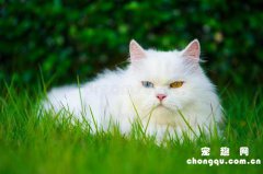 <b>猫咪跳蚤过敏性皮炎的症状及治疗</b>