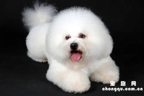 家有小宝宝合适养什么宠物？