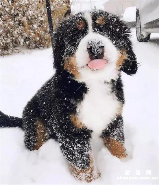 伯恩山犬美图,伯恩山犬萌照,伯恩山犬摄影,伯恩山犬图片