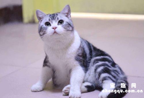 猫咪吃了驱虫药后多久排干净虫子