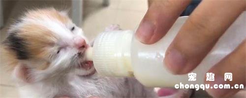 猫咪不喝羊奶粉怎么回事