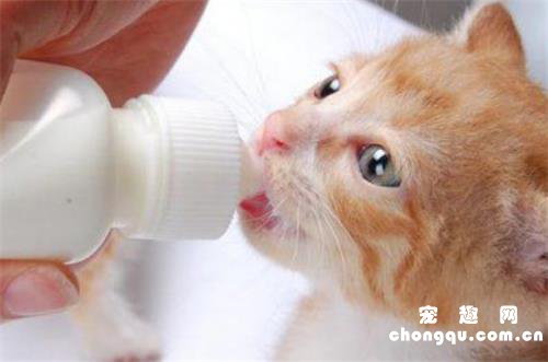 猫咪不喝羊奶粉怎么回事
