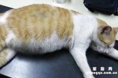 怎么判断猫有没有怀孕?