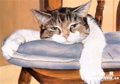 猫咪吃了壁虎怎么处理