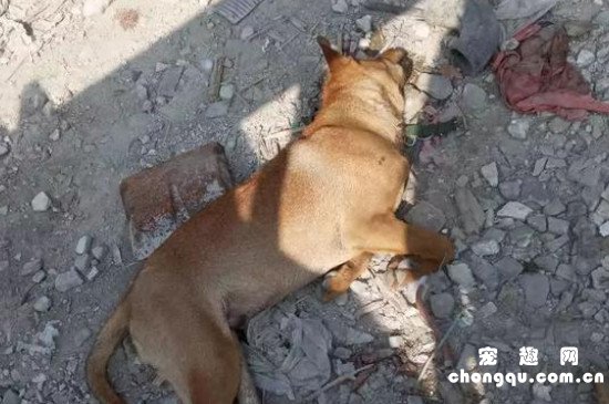 狗狗中暑的症状