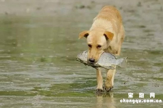 狗狗可以吃鱼吗