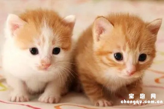 猫开心的表现是什么