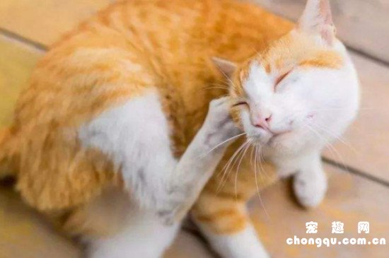 小猫挠痒痒一定有虫吗
