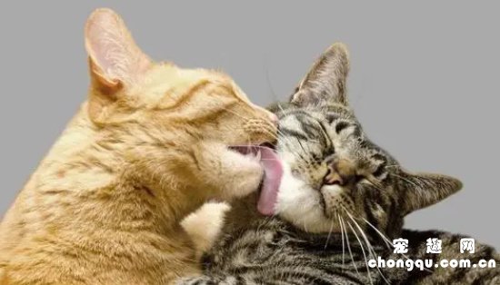 大猫给小猫舔毛是什么意思