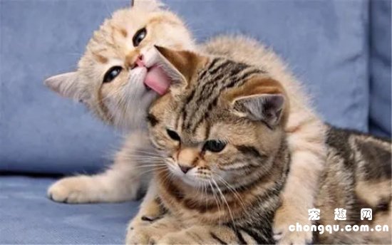 大猫给小猫舔毛是什么意思