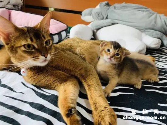 母猫涨奶会自行消退吗