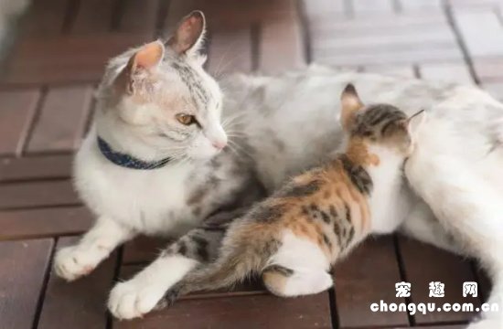 母猫涨奶会自行消退吗
