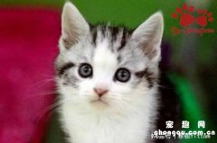 <b>猫咪生小猫时主人要不要帮忙？</b>