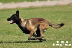 <b>挑选马犬幼犬的简单小窍门</b>