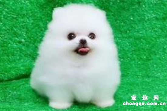 茶杯犬能活几年