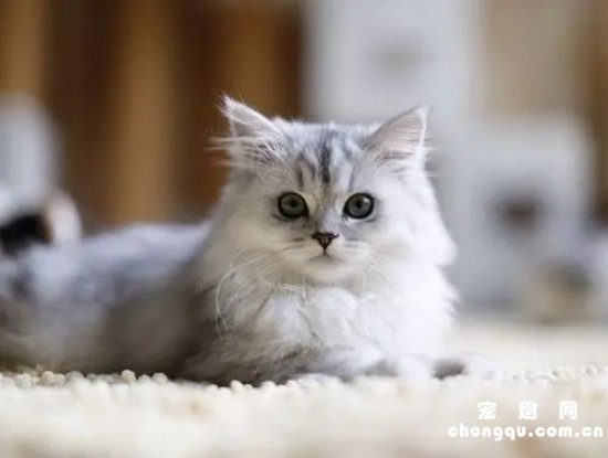 百合对猫咪的危害