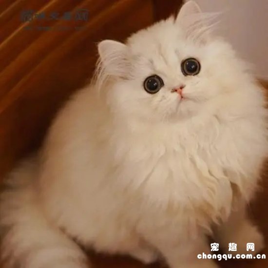 猫对什么花会中毒