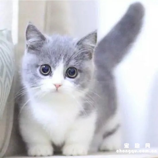 猫咪吃什么有助于猫藓的恢复