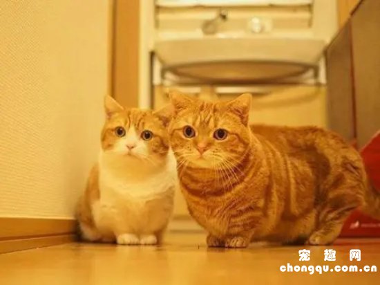 橘猫眼睛什么颜色?