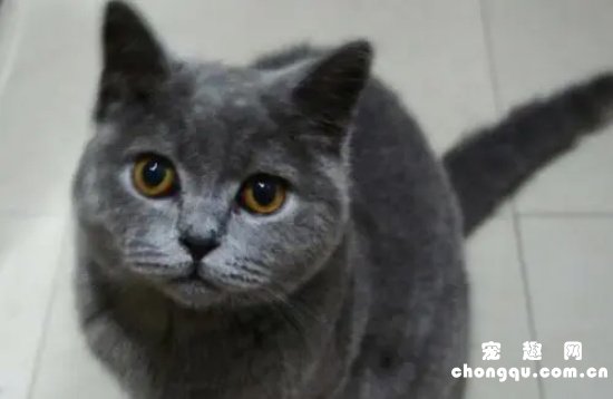 蓝猫发腮期是什么时候?