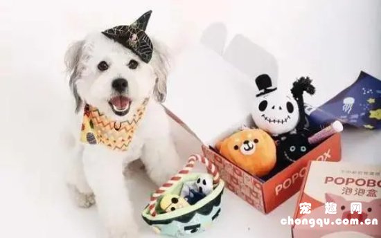 狗狗适合玩什么玩具?