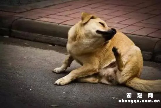 狗狗挠耳朵是什么原因引起的？