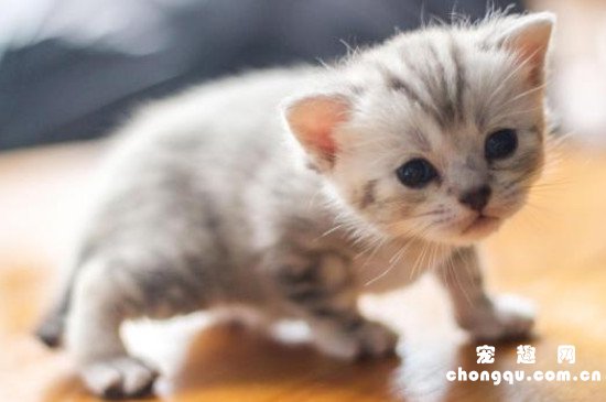 20天的小猫会自己排便吗