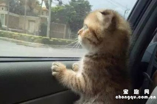 猫会晕车吗 什么症状