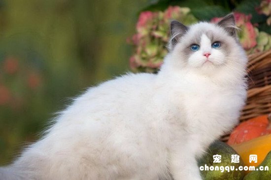 布偶猫掉毛怎么解决