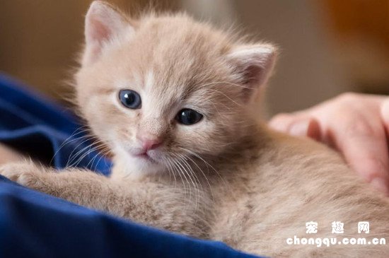 刚出生的小猫怎么人工喂养