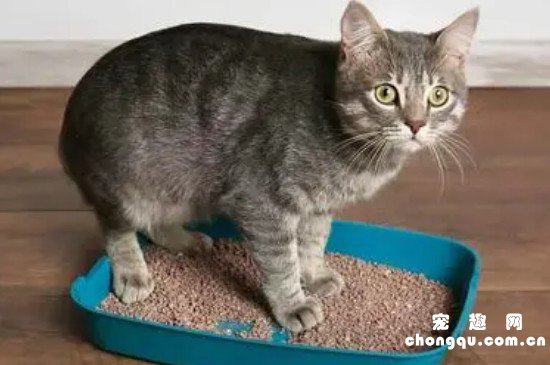 小猫乱尿的原因