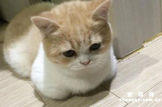 猫咪揣手手什么意思